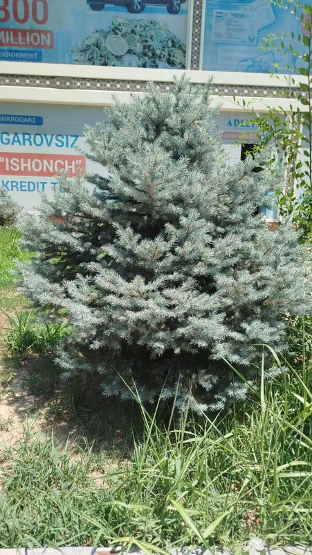 Ховли учун Арча сотилади Голубой ель 1,80 буйи — фото 2
