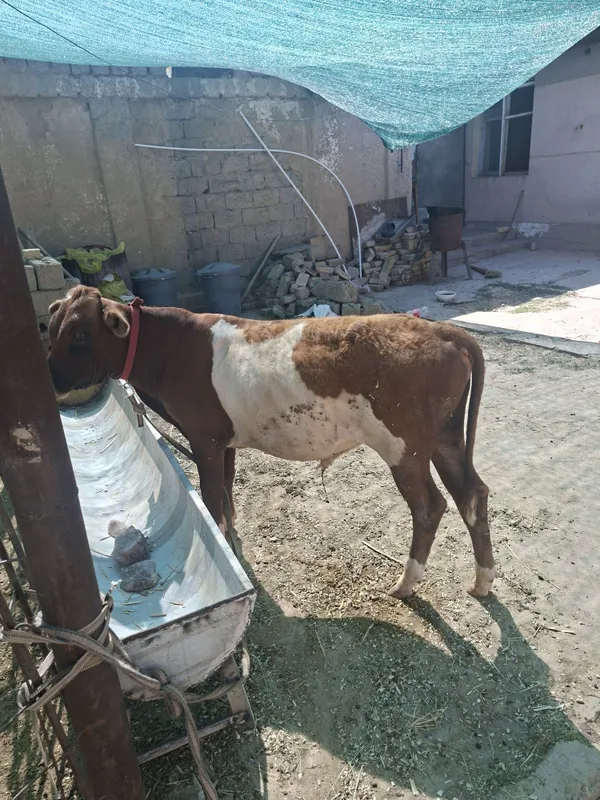 Buqacha 5 6 oylik 3 Buqacha 5 6 oylik 3