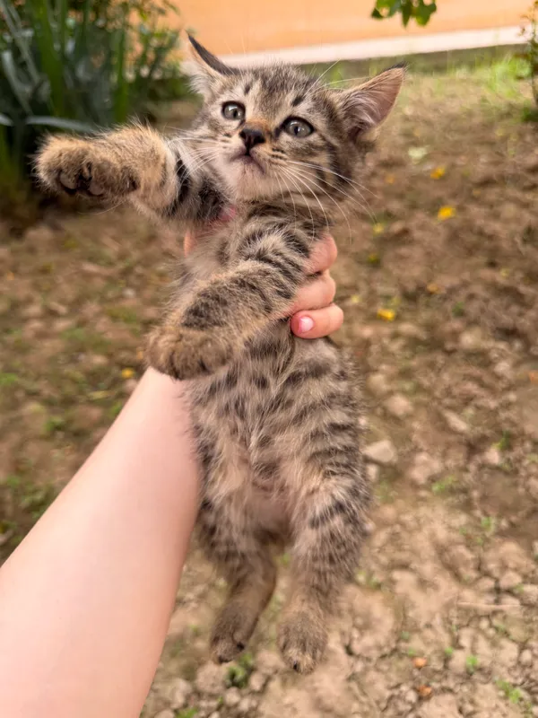 Котенок девочка