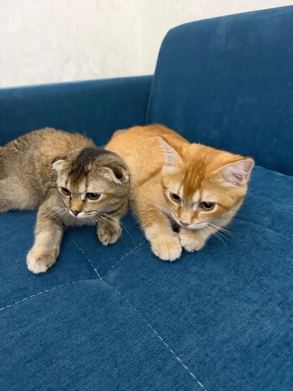 Scottish Fold 120$ Scottish Straight 100$ 3 Scottish Fold 120$ Scottish Straight 100$ 3