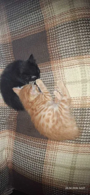 Отдам котят. Два мальчика и девочка 3 Отдам котят. Два мальчика и девочка 3