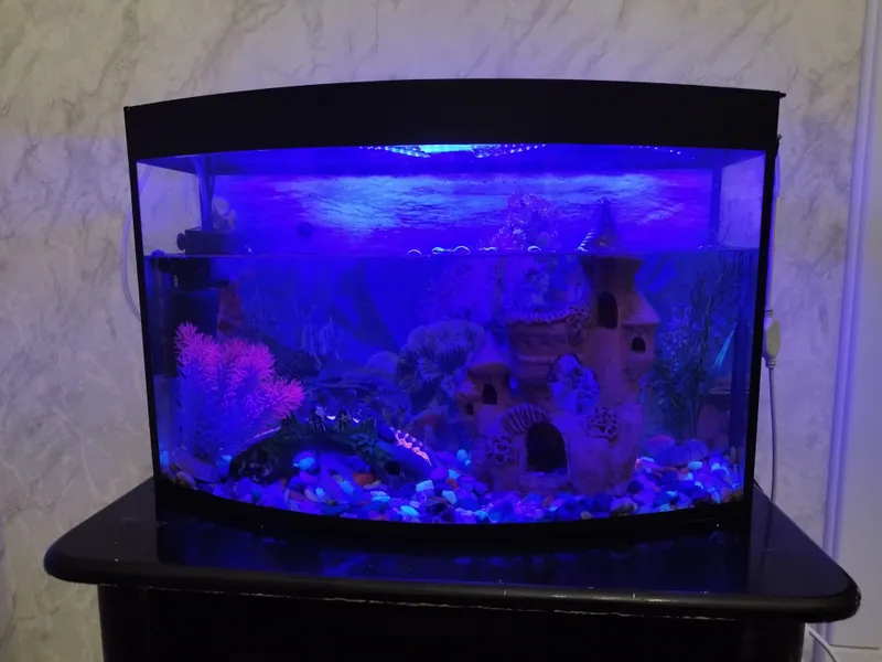 Baliqlari bilan akvarium sotiladi 3