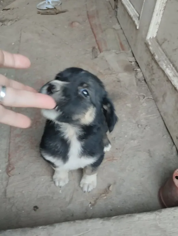 Щенки бесплатно в добрые руки 1