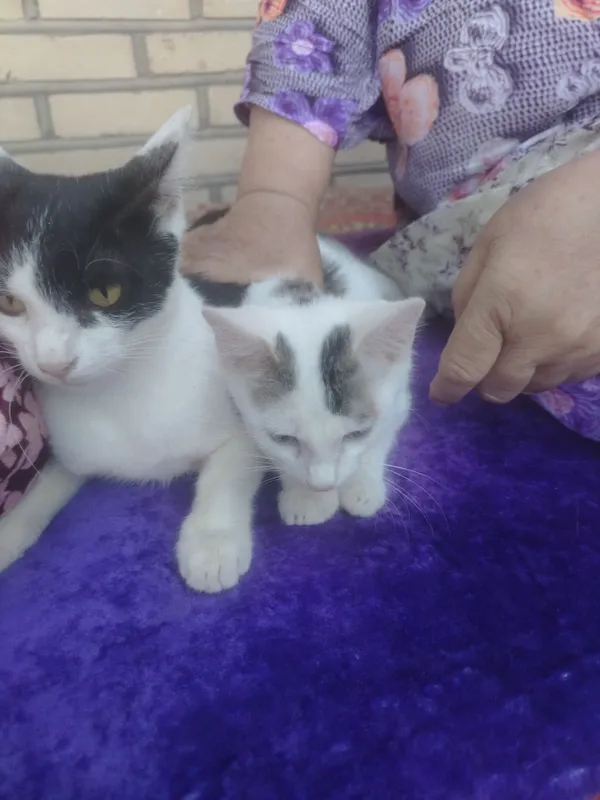 Дамошне пишик ок кора она болла 1 Дамошне пишик ок кора она болла 1