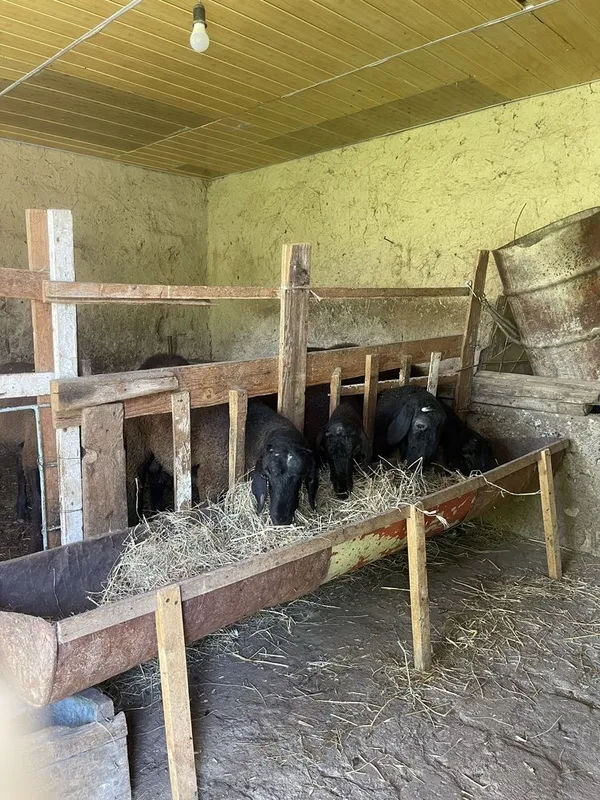 Продаются бараны