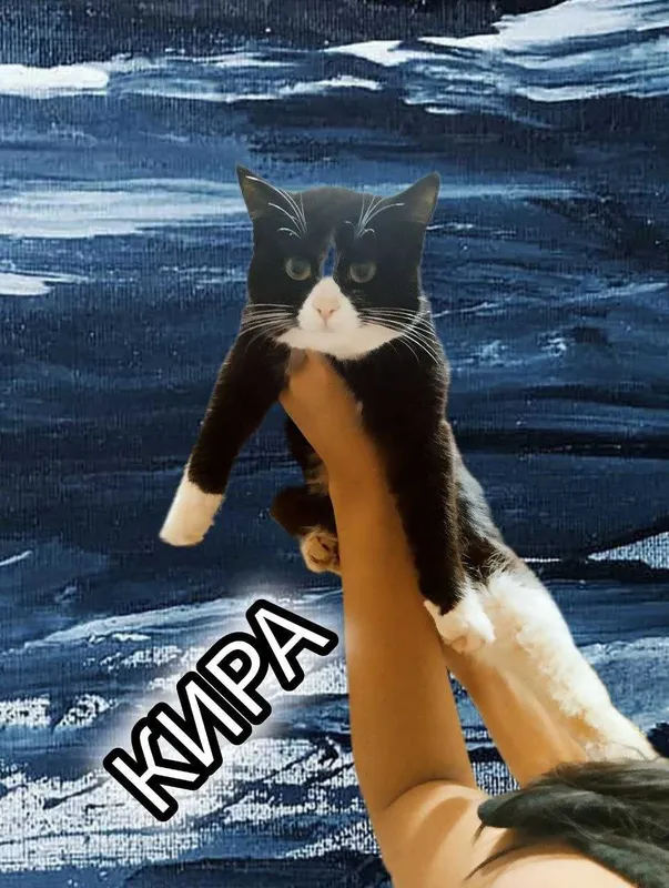 Биколорная миниатюрная стерилизованная кошечка в добрые руки 3 Биколорная миниатюрная стерилизованная кошечка в добрые руки 3