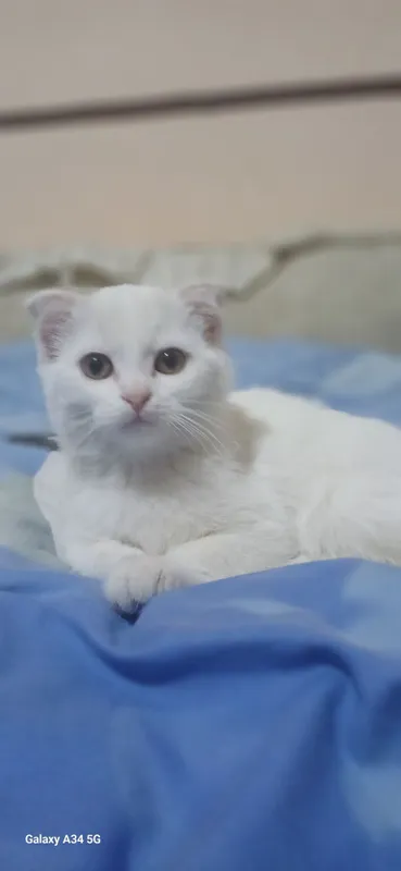 Шотландская вислоухая кошка