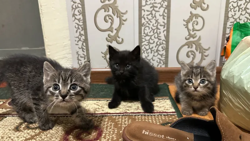 Котята, домашние, для пристройства, 1,5 месяца