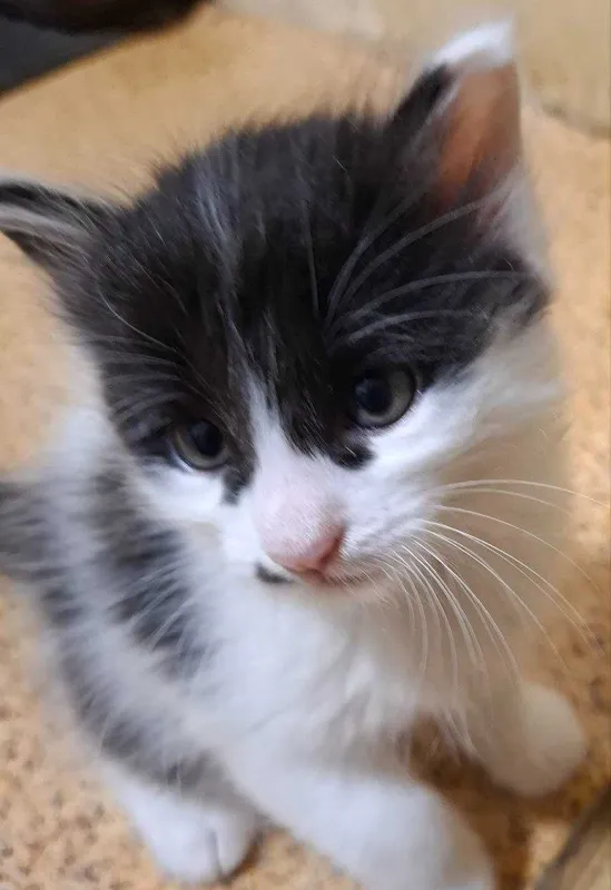 Котик белый животик с черненькими пятнами на спинке — фото 1