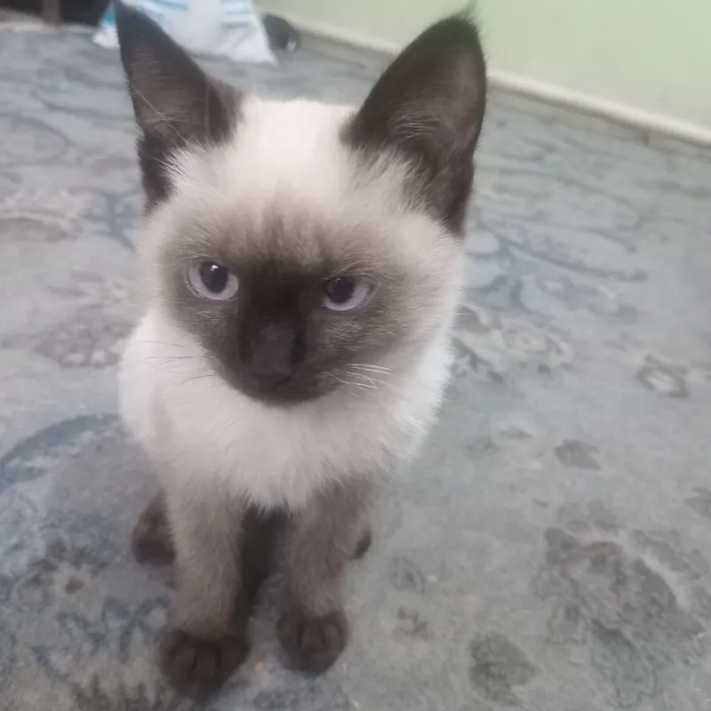 Продаётся сиамский котёнок 3 Продаётся сиамский котёнок 3