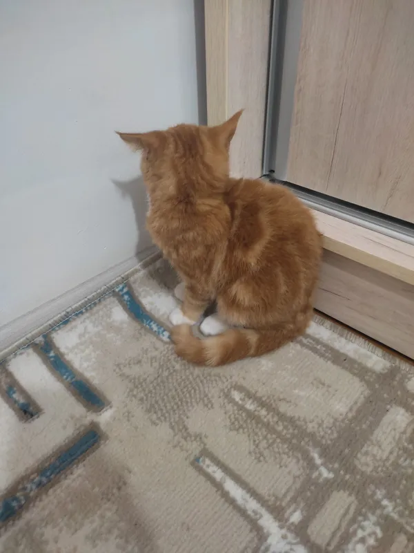 Tualetdagi yashirin kamera Yapon porno voqea