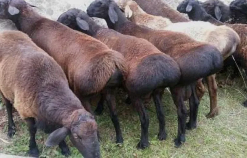 Зотдор куйлар