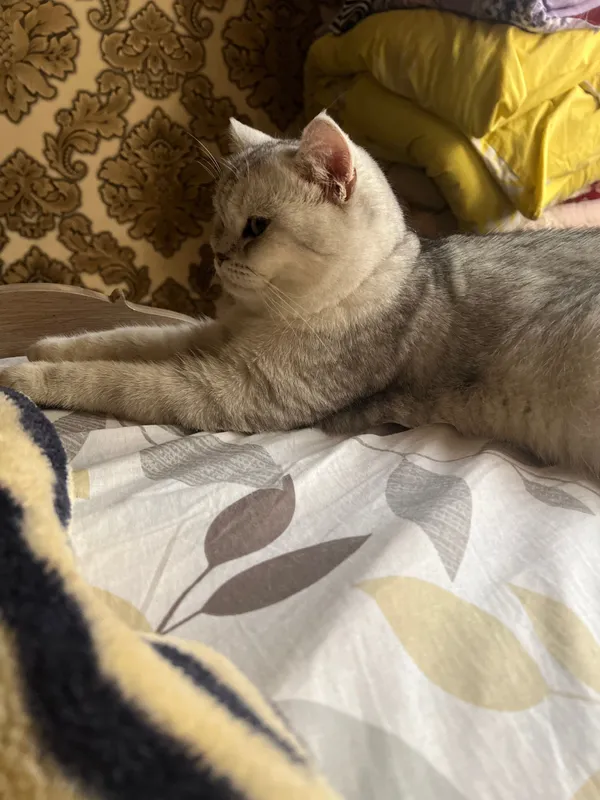 Shinshila sotiladi
