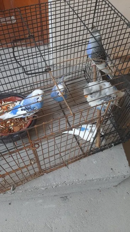Валнистий попугай 5