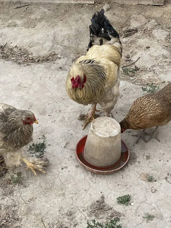 Brama zotdor xuroz va tovuqlar sotiladi — фото 3