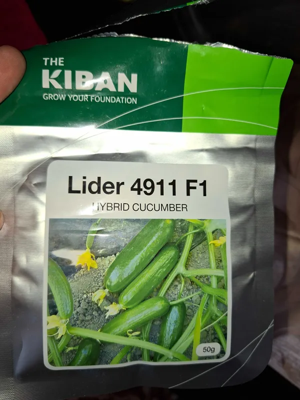 Bodring ko'chati (KIBAN)