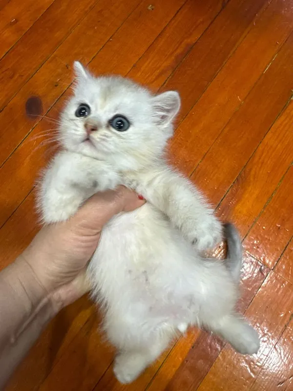 Продается девочка, скоттиш фолд — фото 2