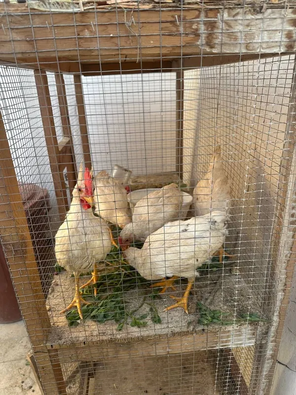 Жожа ва куйон 3 ойлик — фото 1