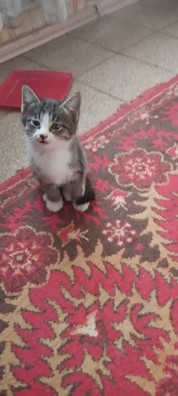Мушукча. Котёнок — фото 1