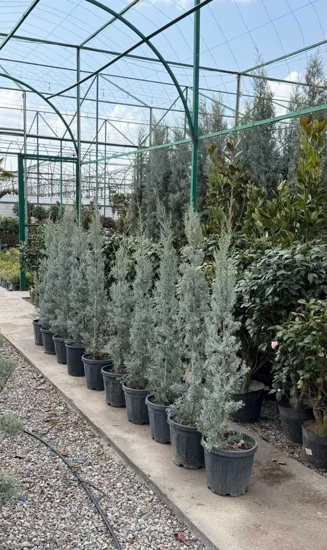 Arizona italyan kiparisi: кепарис аризоника, италя арчаси 1-5m keparis 3
