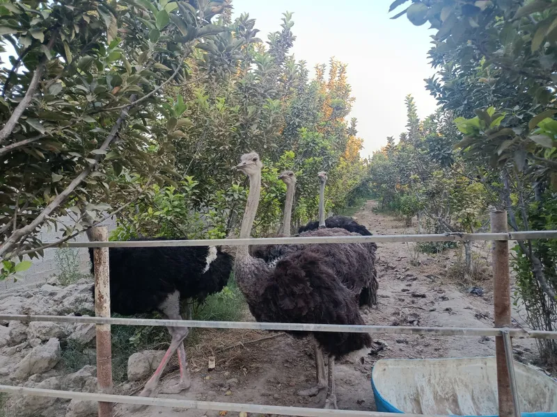 Iphone 11 c.tuyaqush 2 Iphone 11 c.tuyaqush 2