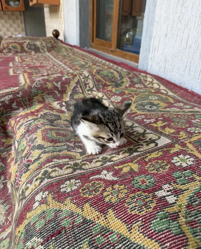 Котята даром ттз кирпичный завод 3