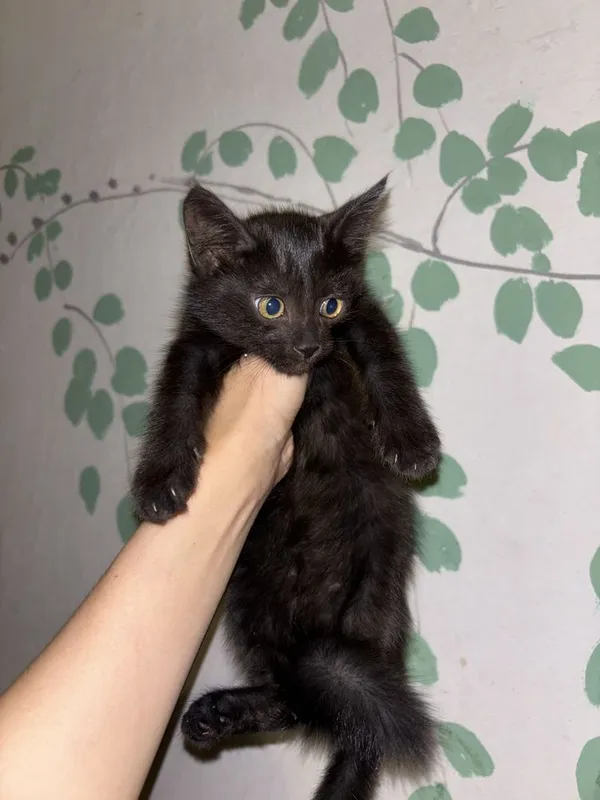 Котята в добрые руки 2 Котята в добрые руки 2