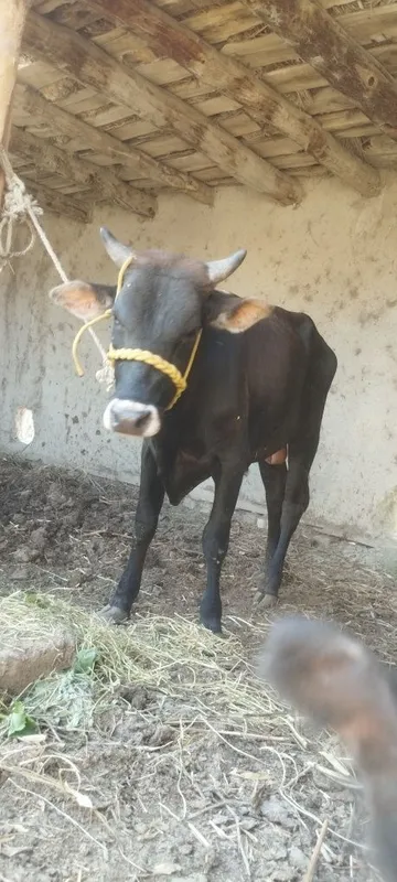 Buqachalar sotiladi yosh sogʻlom buqalar 4