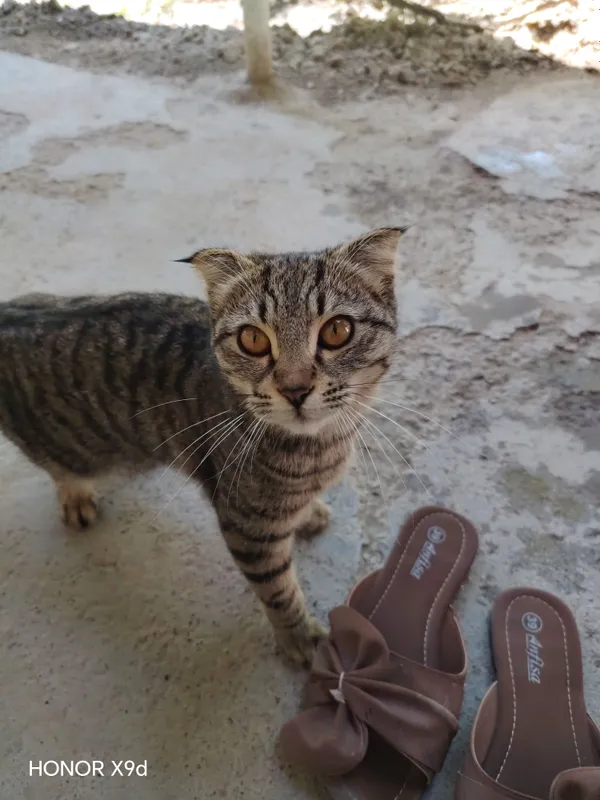 Скот фод