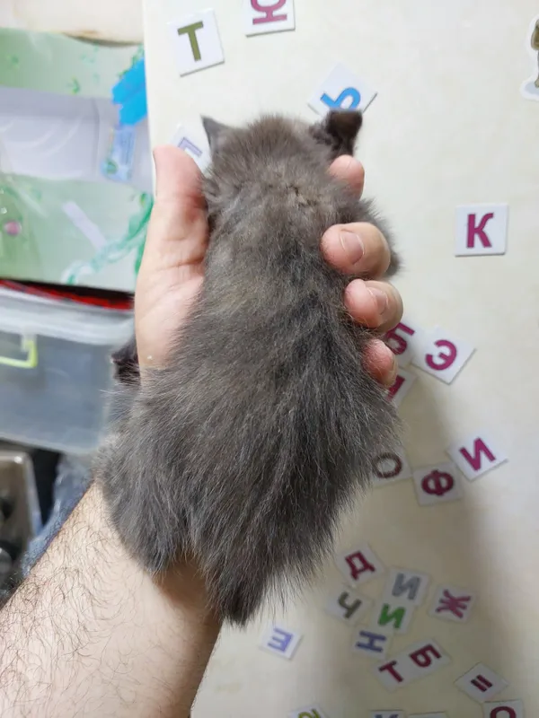 Отдаю кота очень хороший 5 Отдаю кота очень хороший 5