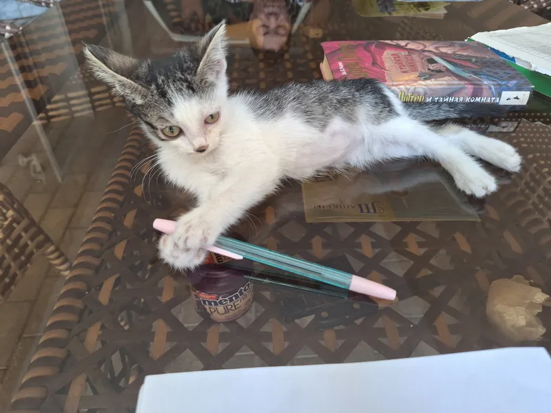 Кошка