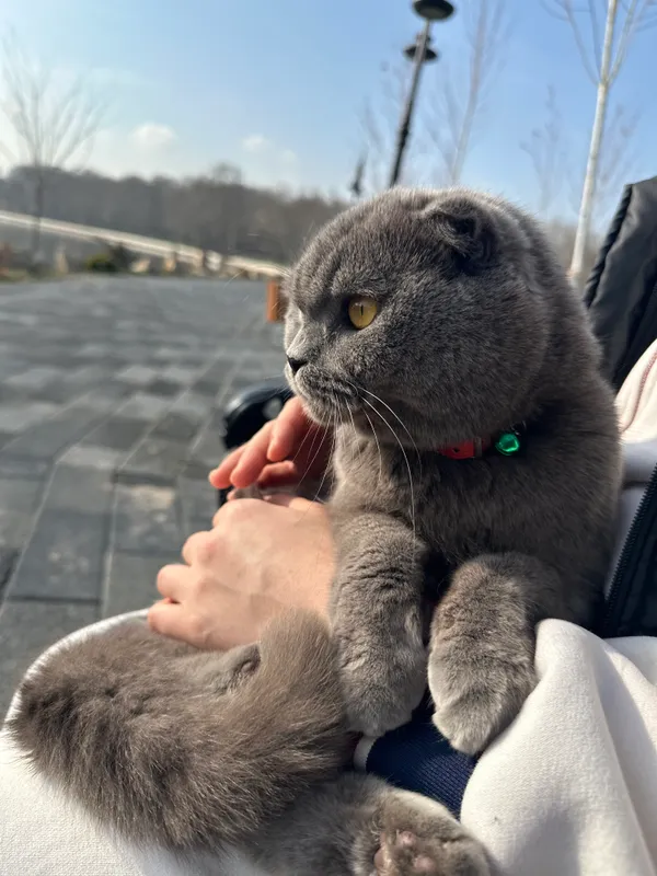 Кошка 2