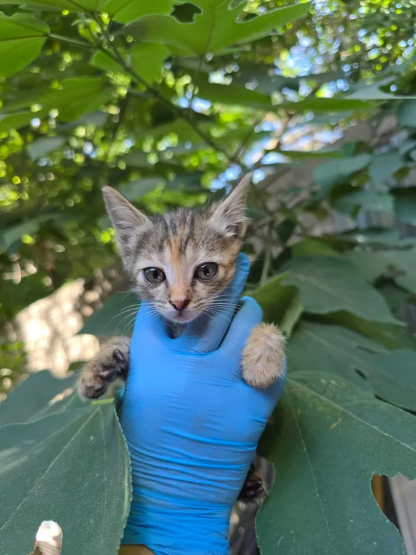 Котята ищут семьи! 5 Котята ищут семьи! 5