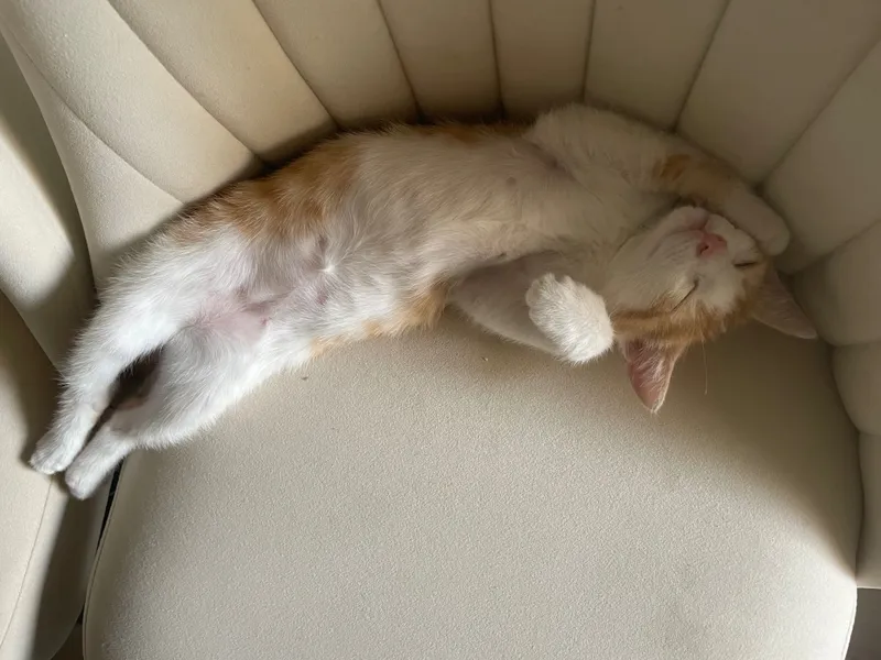 Отдам котёнка( бесплатно) Отдам котёнка( бесплатно)