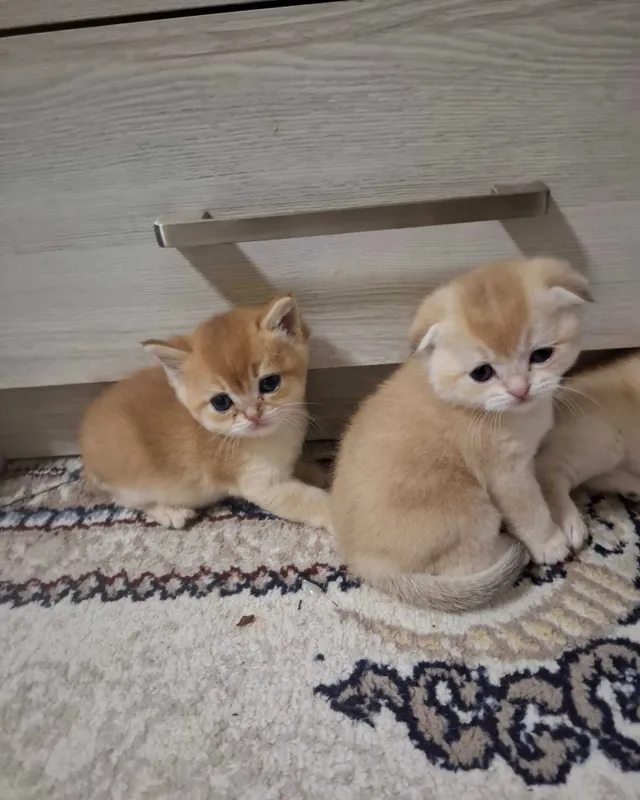 1,5 oylik mushukchalarni sotaman 4 1,5 oylik mushukchalarni sotaman 4