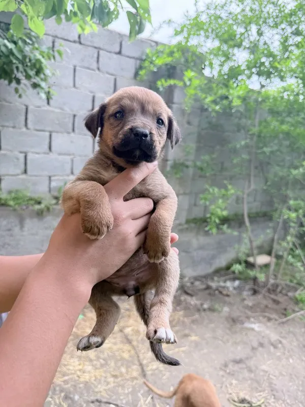 Pitbul bolalar sotiladi Pitbul bolalar sotiladi