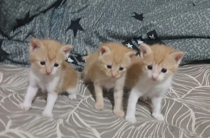 Котики близнецы домашние