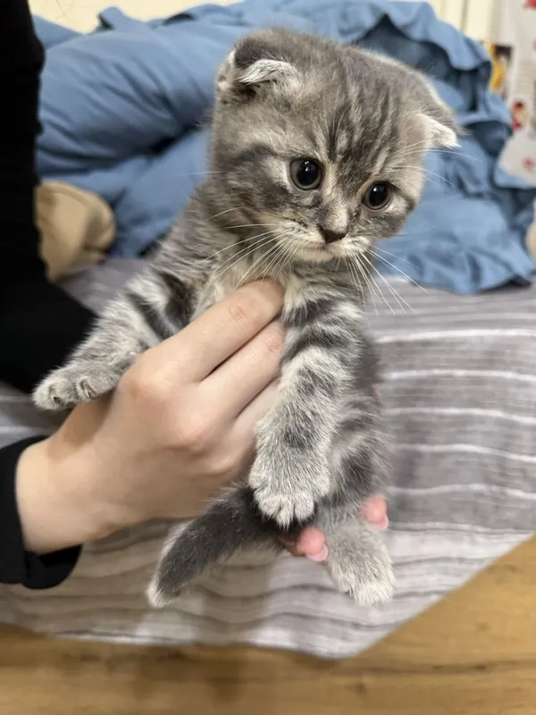 Продаются породистые котята (скоттиш страйт и скоттиш фолд) — фото 4