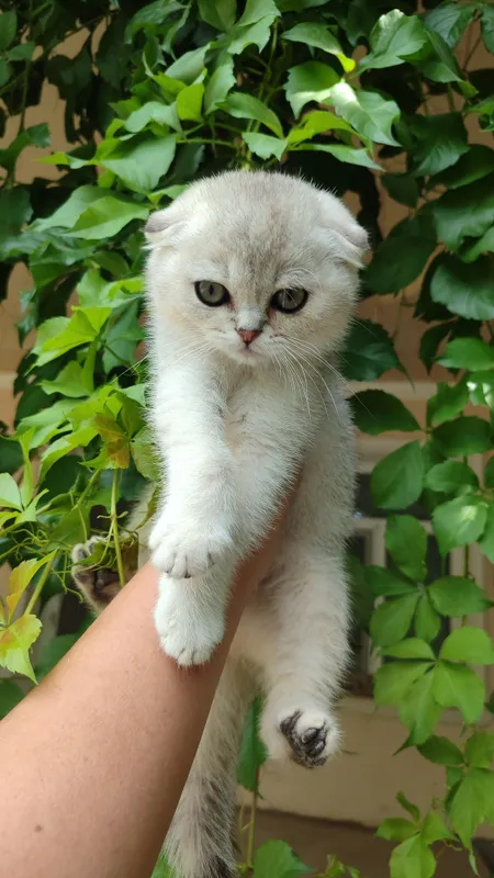 Продаются котята 2 Продаются котята 2