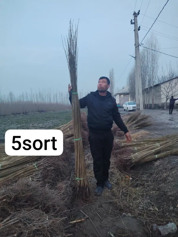 Терек кочатлар оптим — фото 4