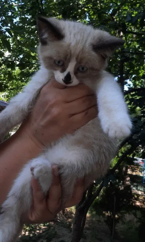Пристраивается котёнок 3
