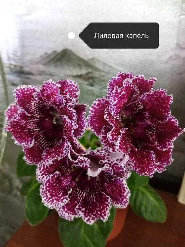Продаются большие детки глоксиний — фото 6 Продаются большие детки глоксиний — фото 6
