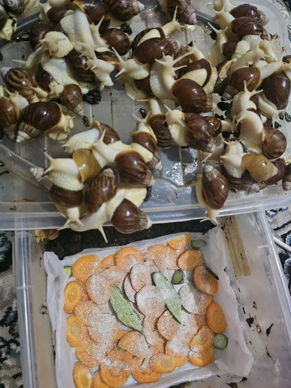 Срочно улитка продам 2