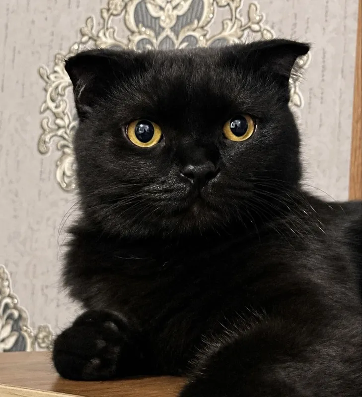 Mushuk sotiladi scottish fold 3 Mushuk sotiladi scottish fold 3