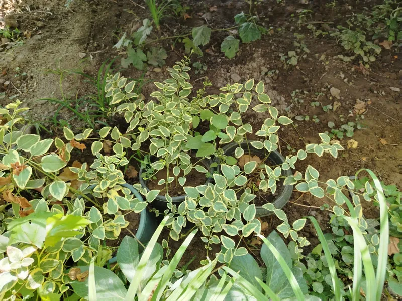 Саженцы барвинка большого Variegata 1 Саженцы барвинка большого Variegata 1