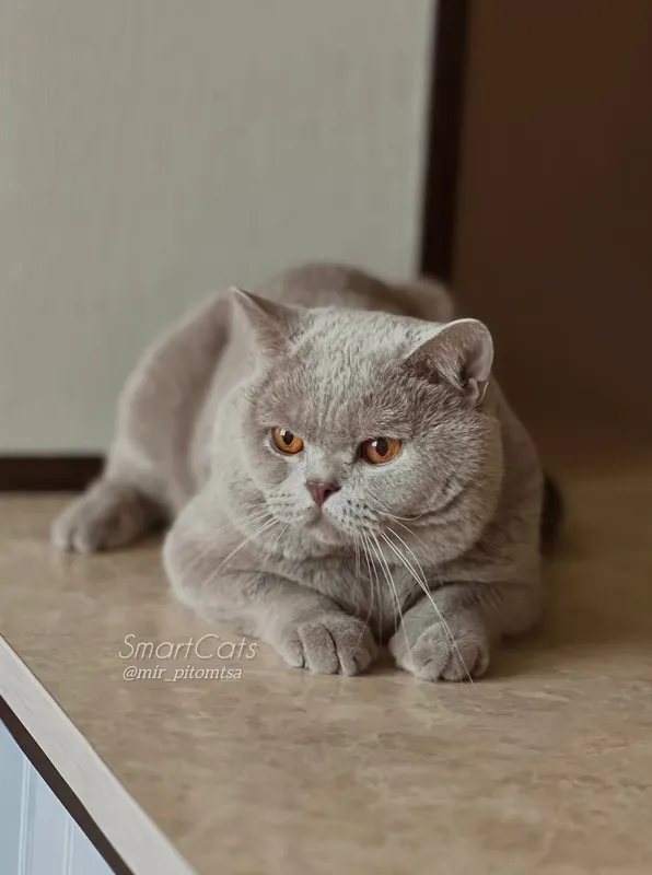 Вязка! British Shorthair