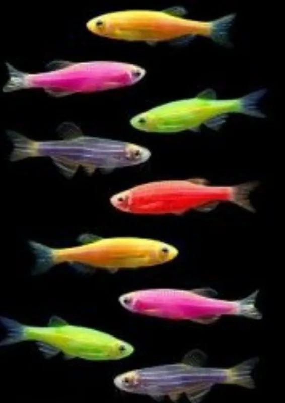 Sotiladi danio malyoklari va ota onalari — фото 1