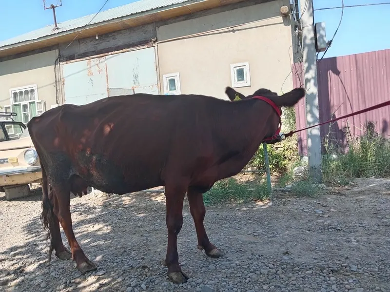Eston sigir sotiladi. 1 Eston sigir sotiladi. 1