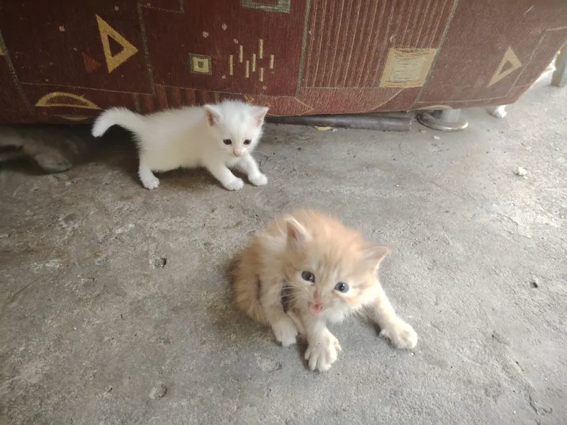 Отдам котят в добрые руки