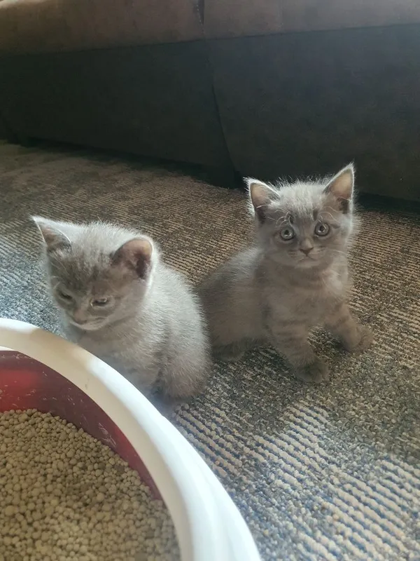 шотланские котята 6 шотланские котята 6